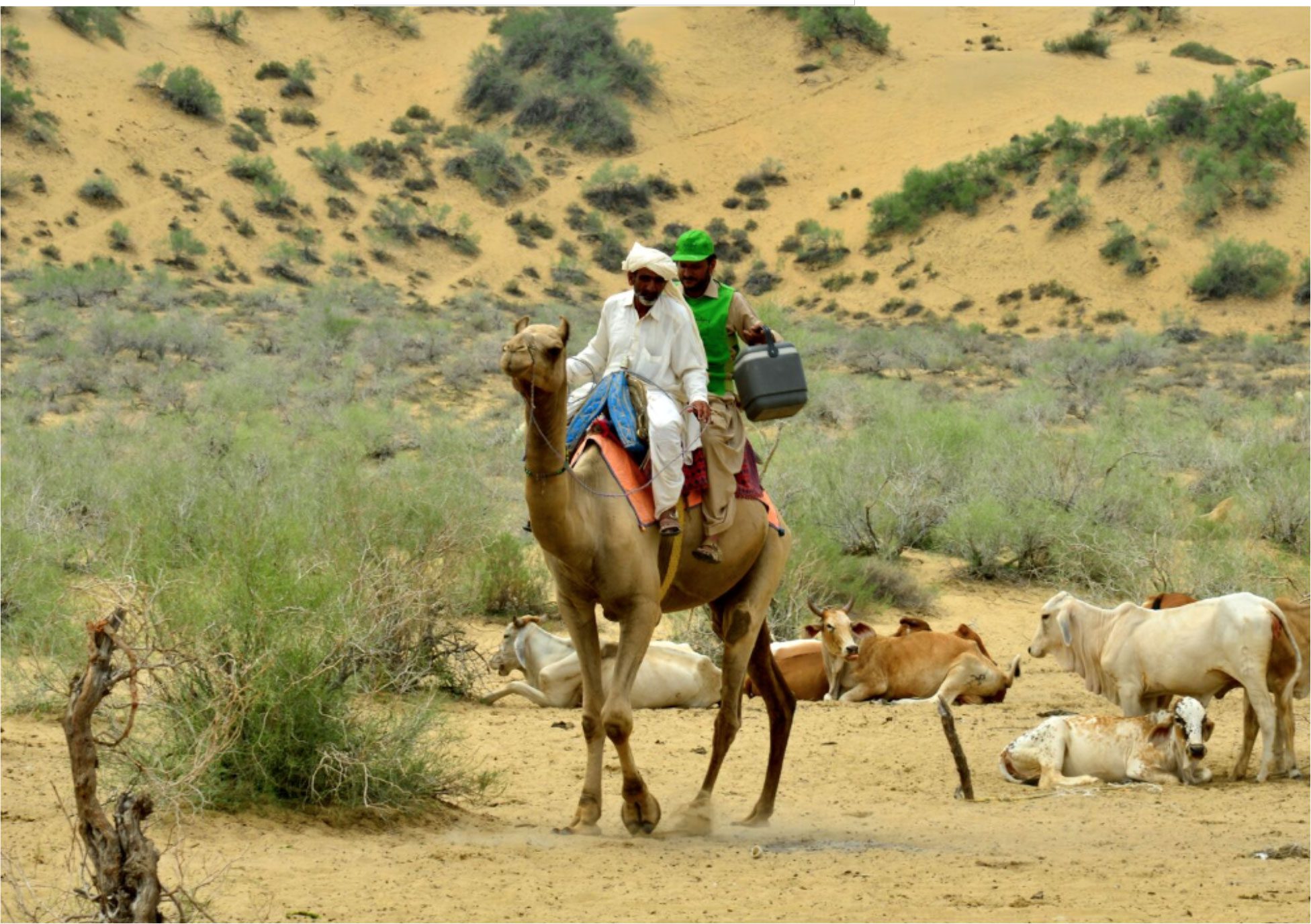 Reaching every last child in Pakistan, even by camel